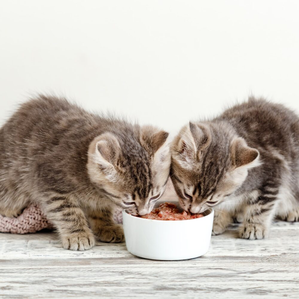 Complete Kitten Feeding Guide: Everything You Need to Know! Complete Kitten Feeding Guide: Everything You Need to Know!