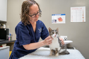 A white, grey and brown cat sitting on a veterinary examination table, while a vet in dark blue scrubs is examining it.