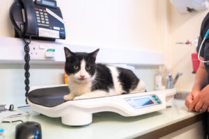 A black and white kitten laying on scales in a veterinary room.