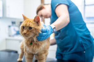 A ginger cat standing on a veterinary examination table, while a vet with blue scrubs and blue gloves examines it.