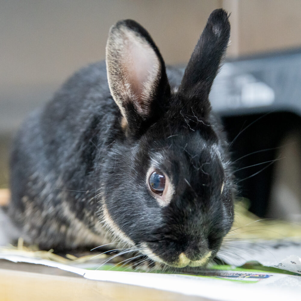 Should I Get Pet Insurance For My Rabbit? Should I Get Pet Insurance For My Rabbit?