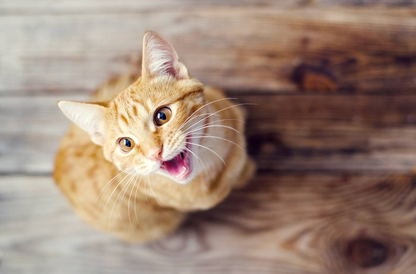 Cat Behaviour Advice