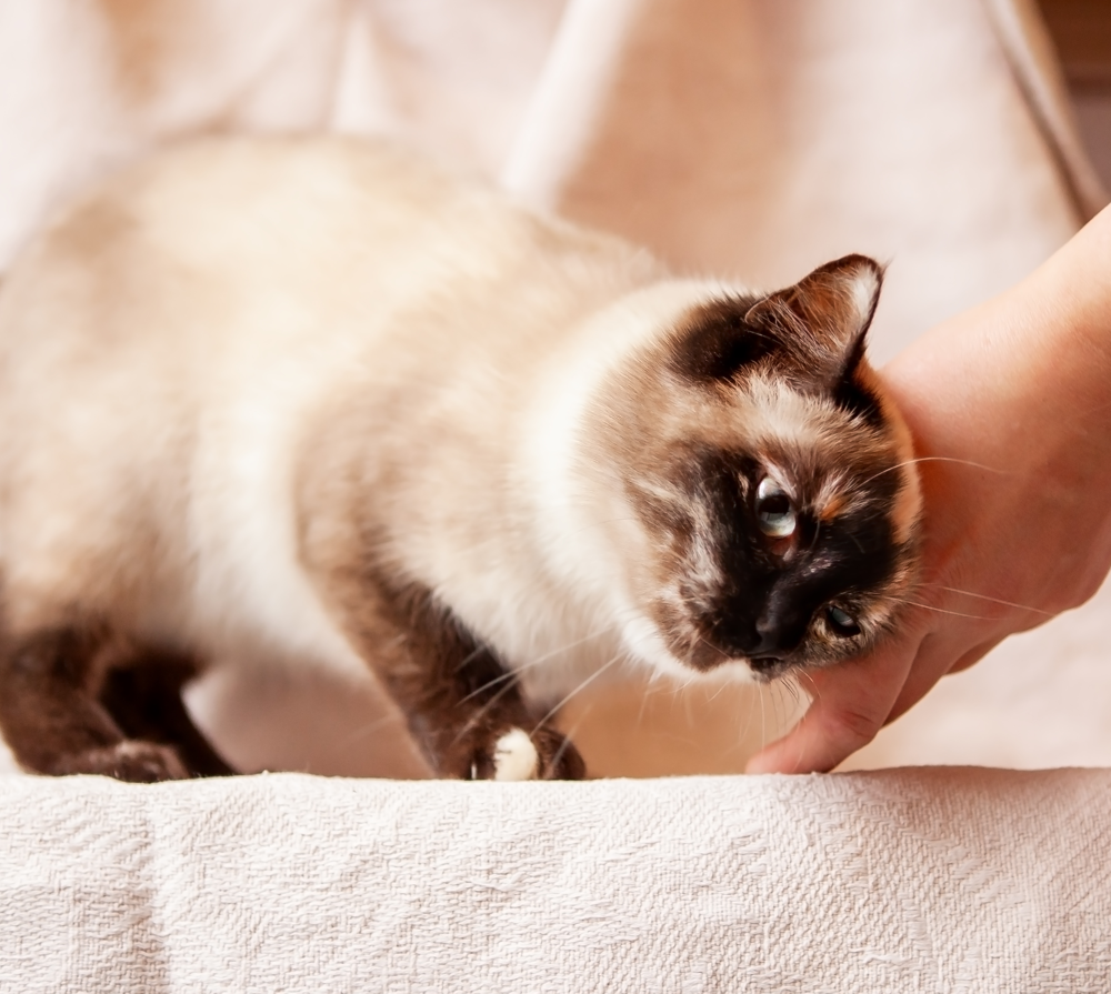 How to Know Your Cat is in Heat: 8 Simple Signs How to Know Your Cat is in Heat: 8 Simple Signs