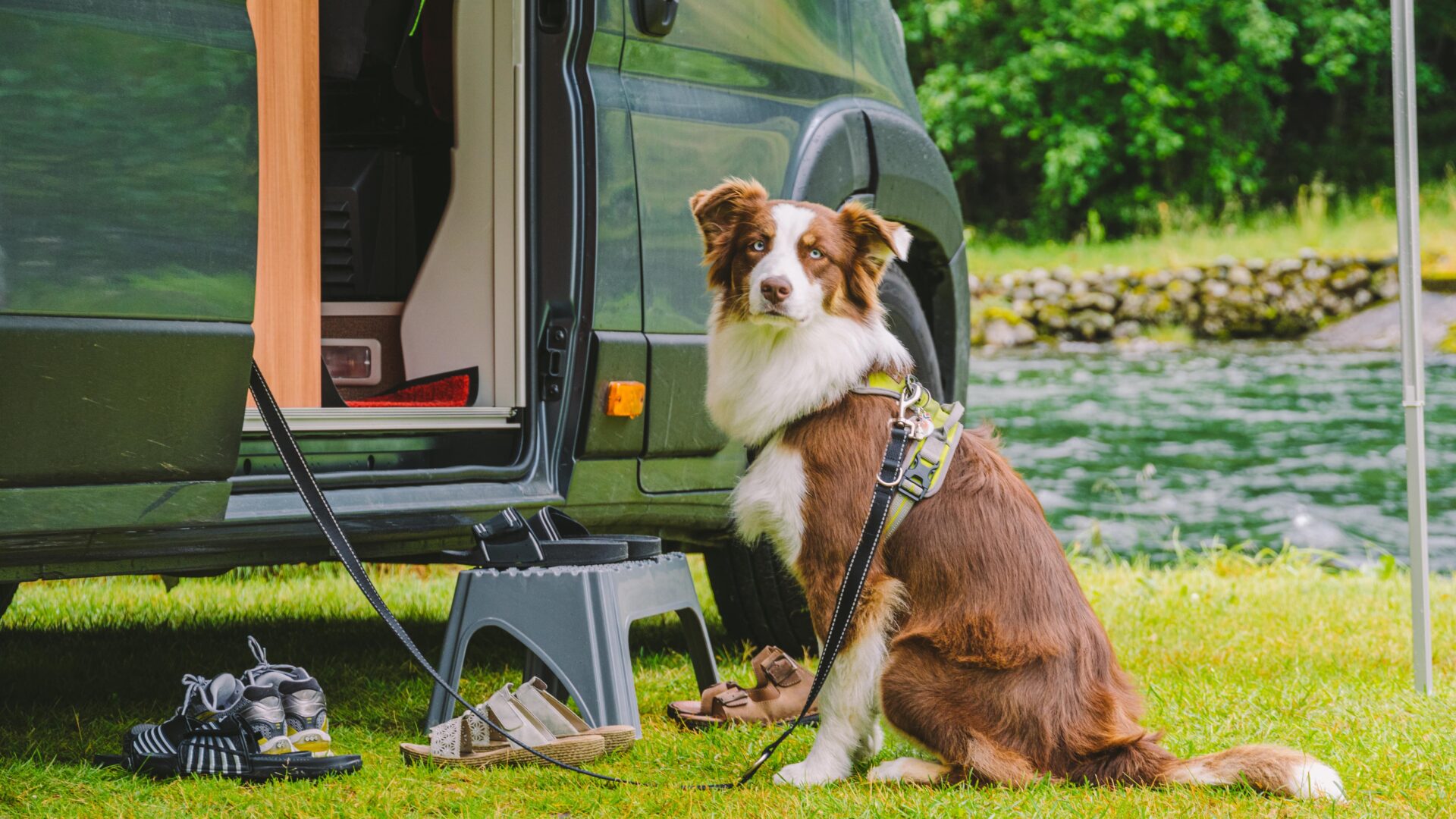 Taking Your Dog Abroad on Holiday