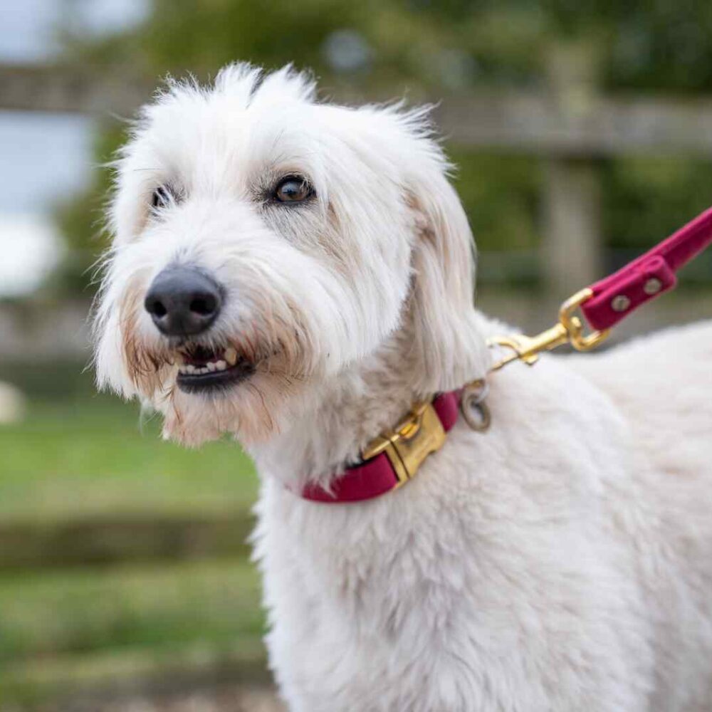A close up of a white scruffy white dog's torse. It has on a red collar and lead. The fence and field in the background is blurred.
