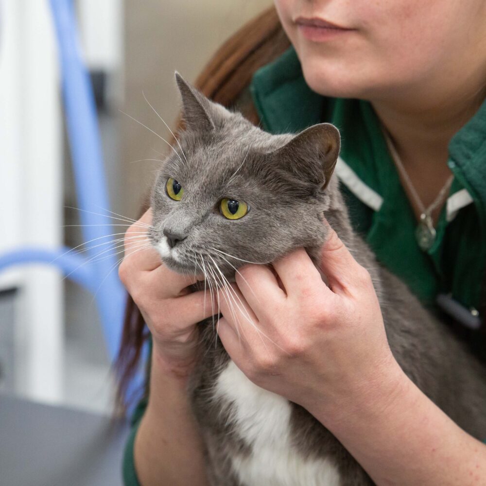 Everything you need to know about neutering your cat or kitten Everything you need to know about neutering your cat or kitten