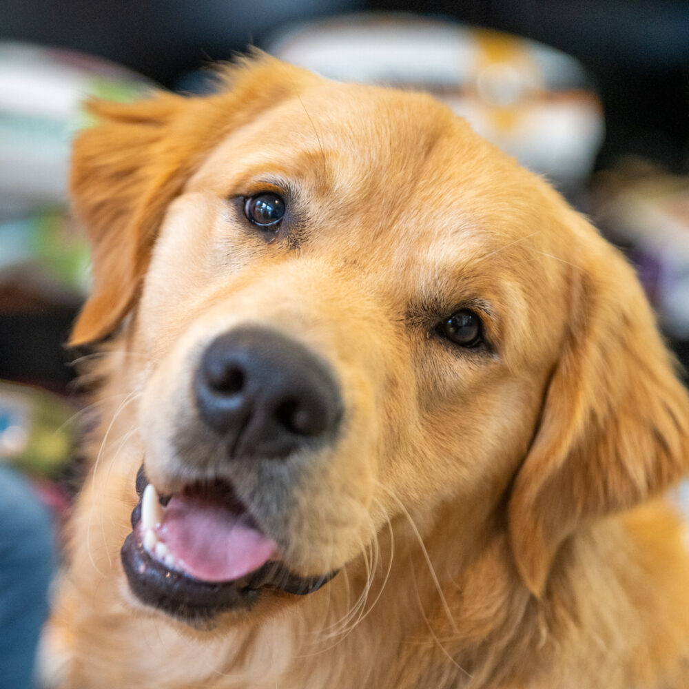 Everything you need to know about neutering your dog or puppy
