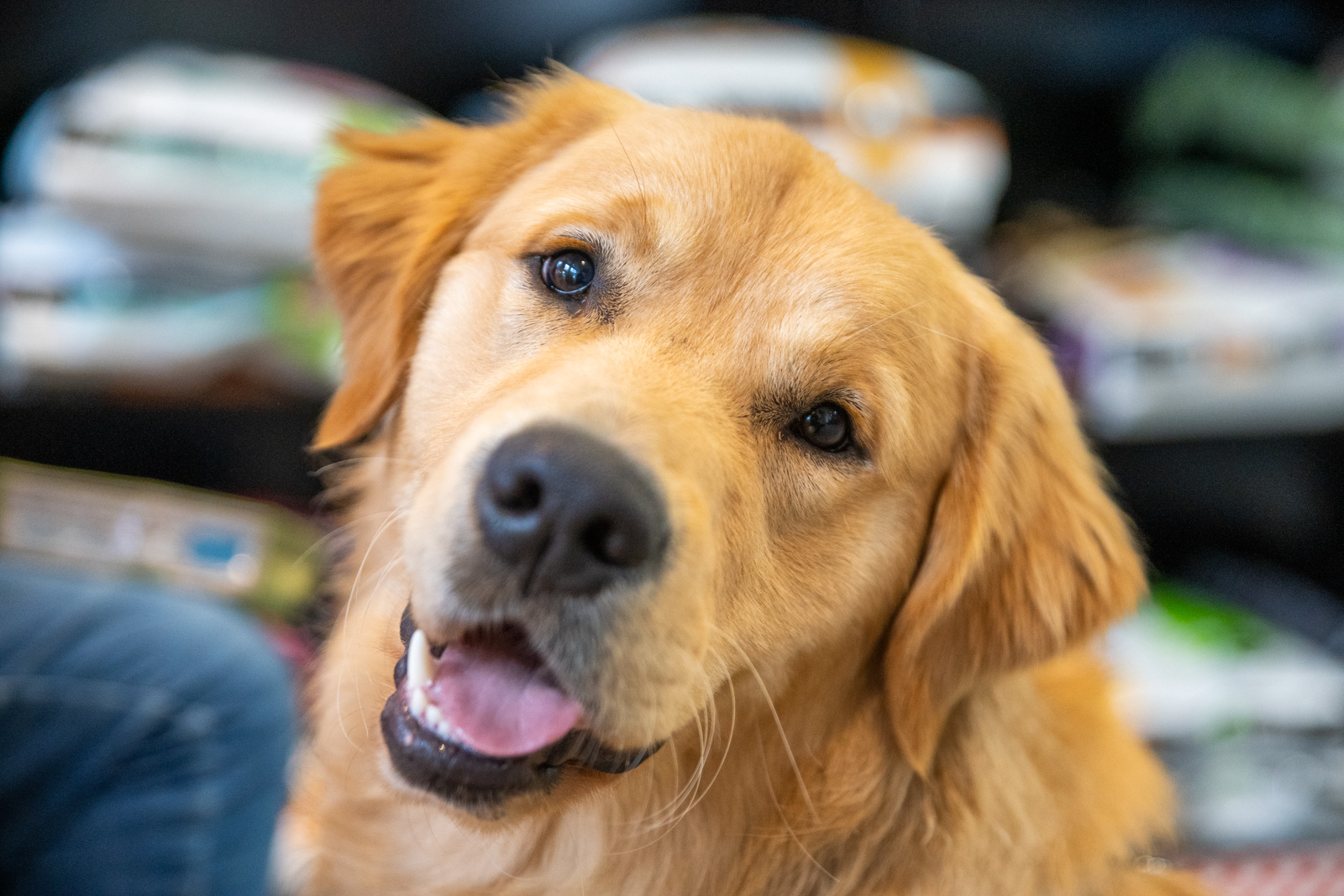 Everything you need to know about neutering your dog or puppy