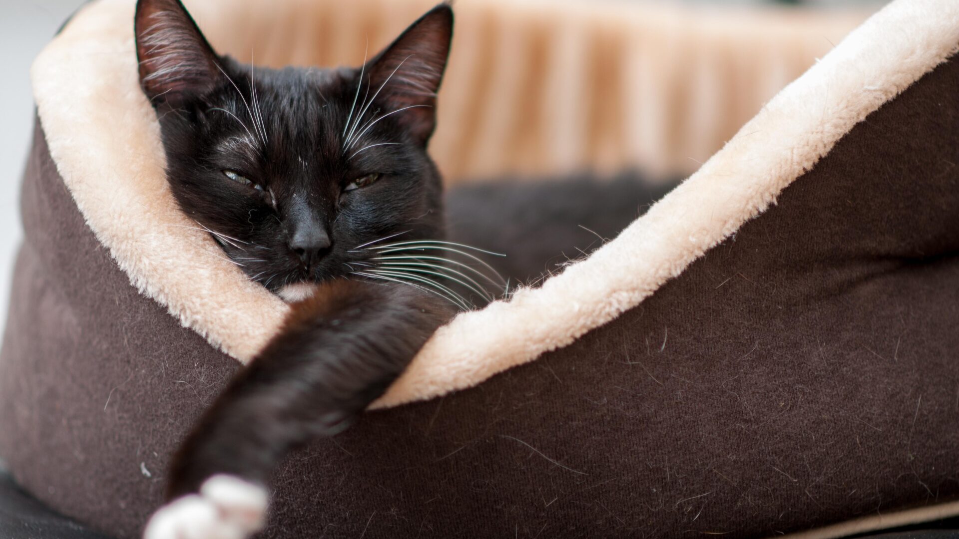 Optimising our cats’ environments