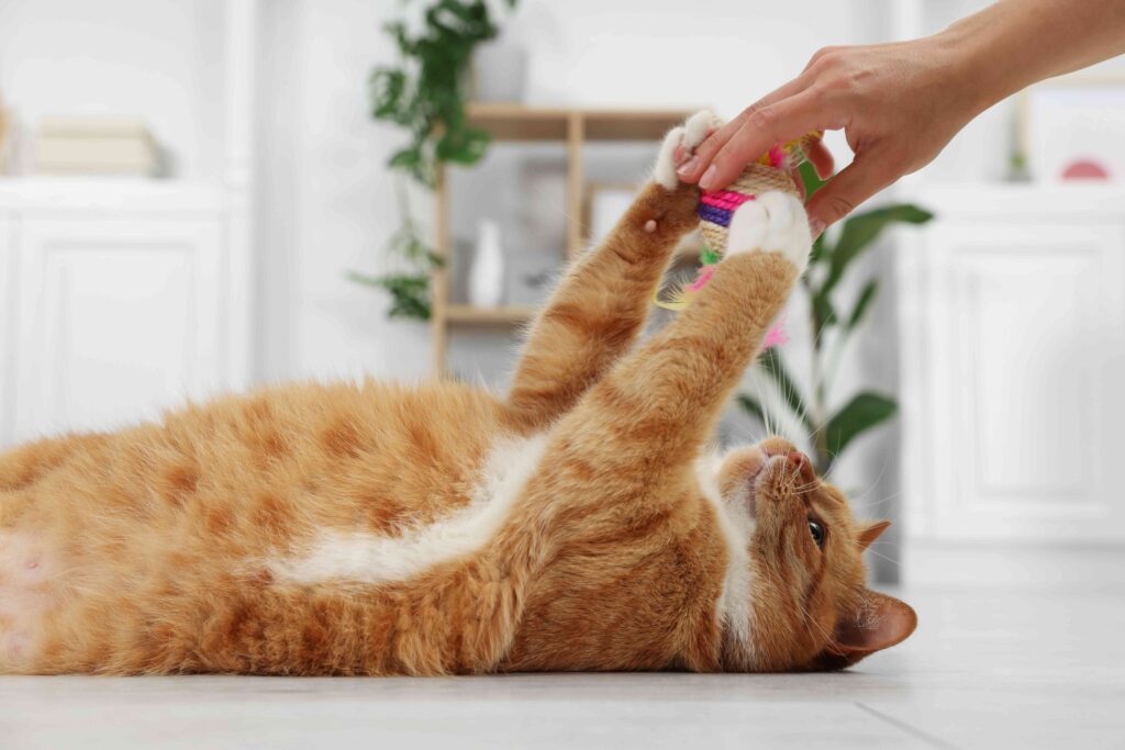 A ginger and white cat is laying on it's back on a white tile floor. A person's hand can be seen holding a toy above the cat's face, and the cat is reaching up to catch it.