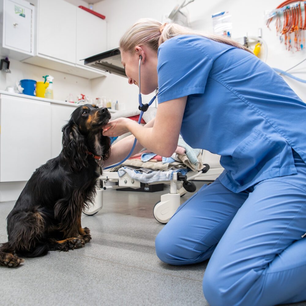 Addisons’s Disease in Dogs