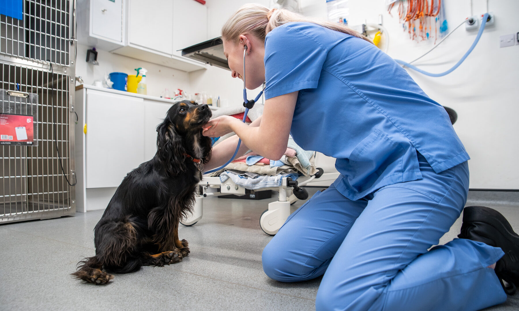 Addisons’s Disease in Dogs