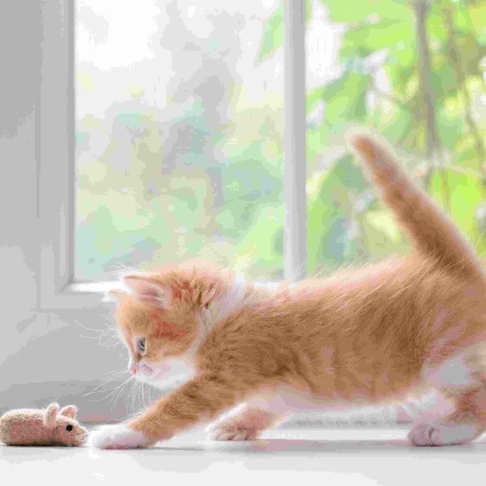Advice for Owners Welcoming a New Kitten