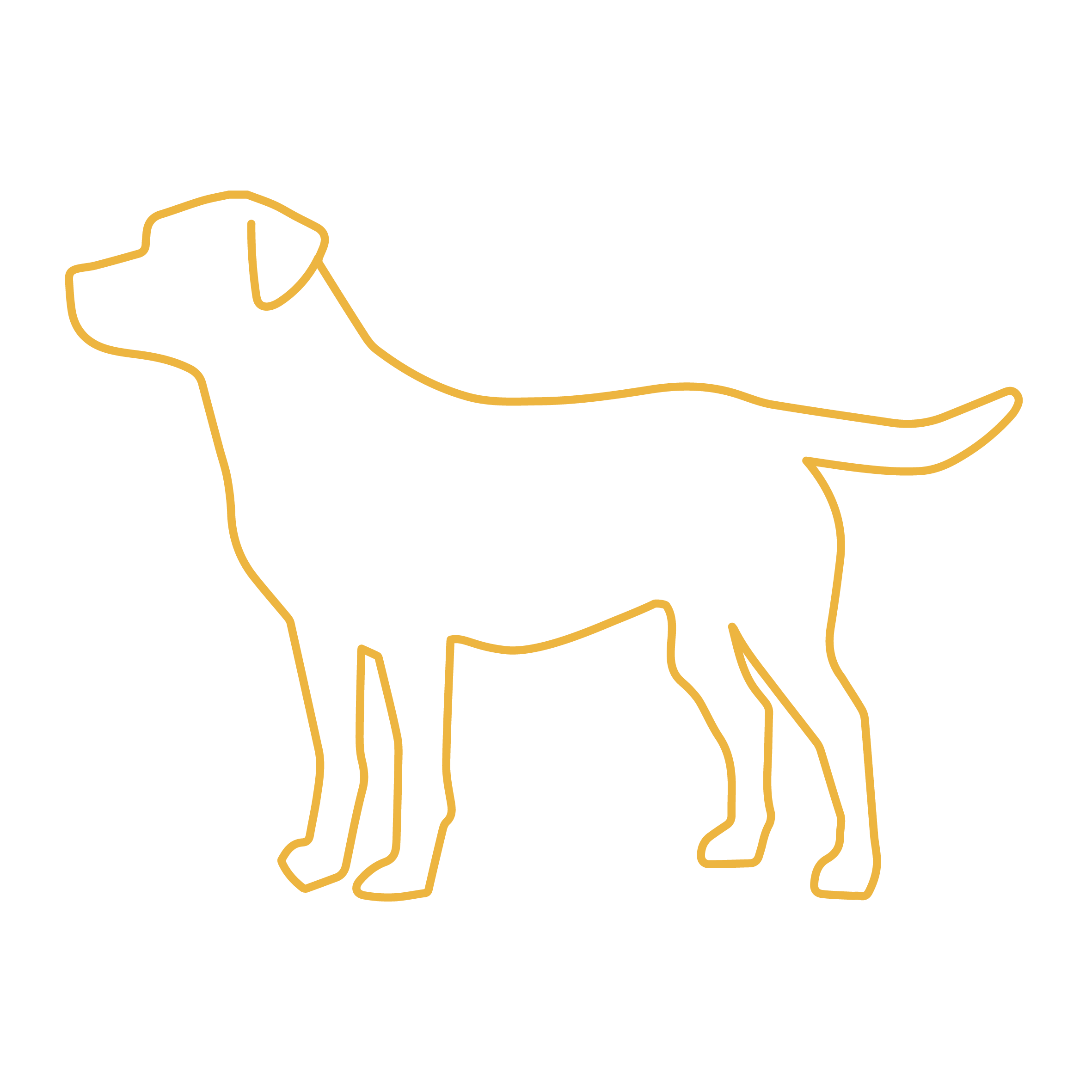 Large Dog