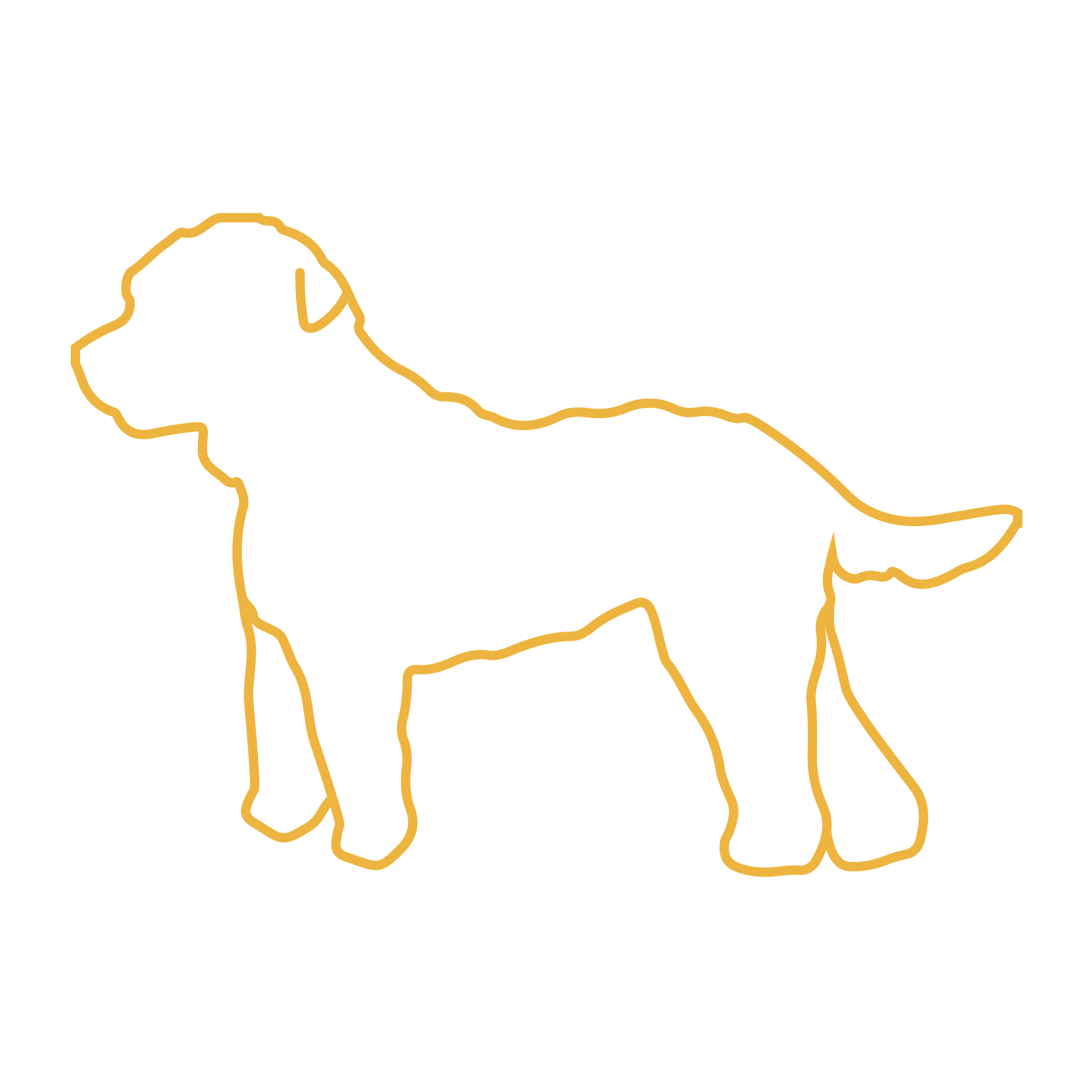 Medium Dog