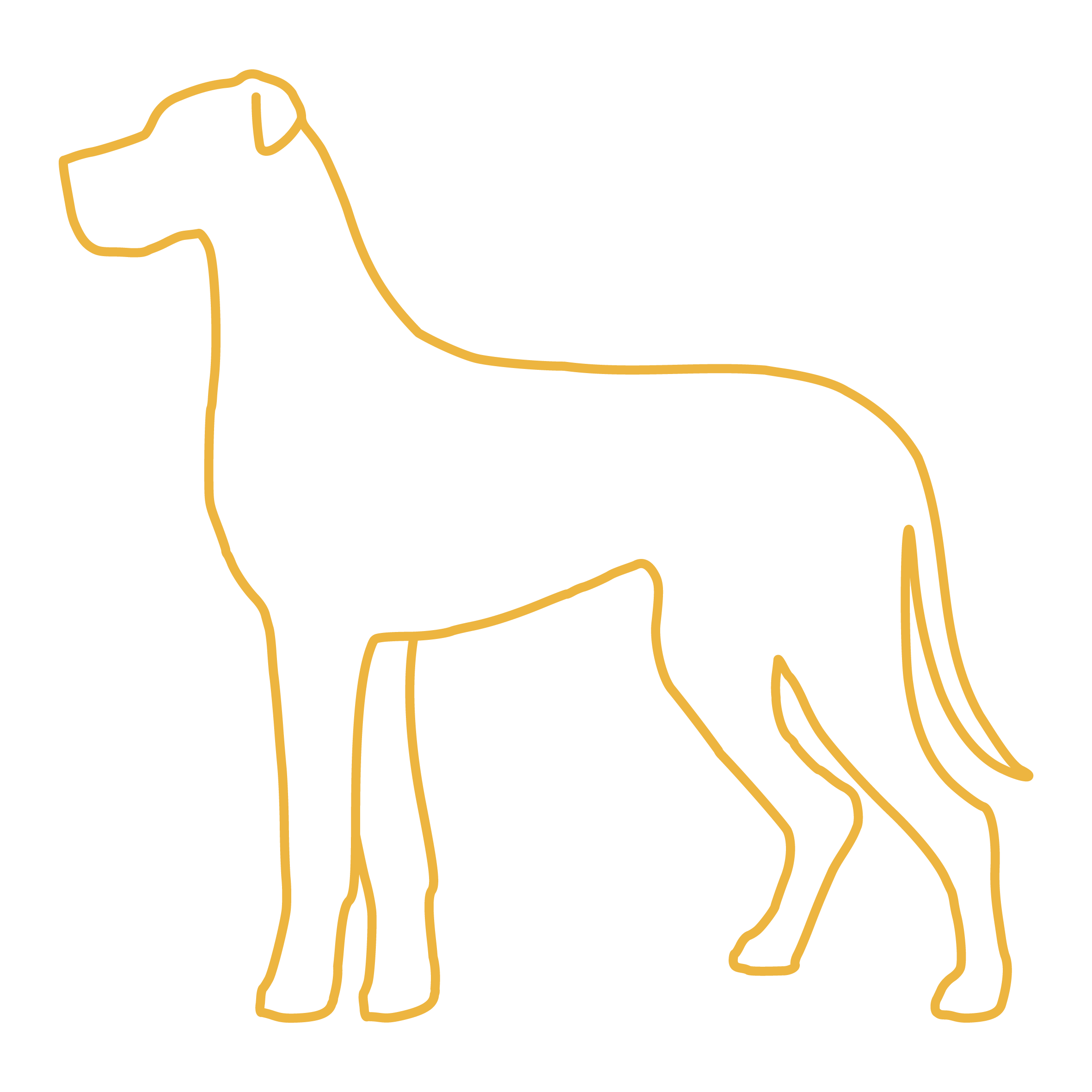 Extra Large Dog