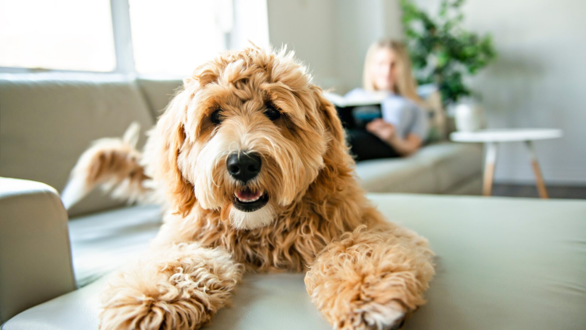 Top tips for safely taking your dog to the vets