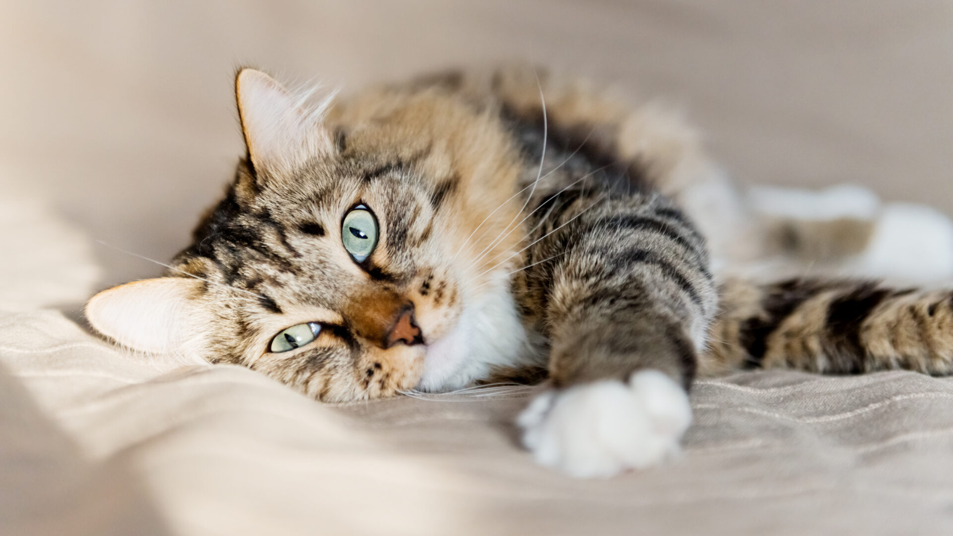Top tips for safely taking your cat to the vets