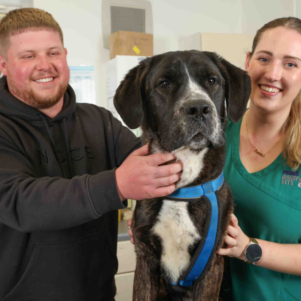 Don’t let pets get paws on Easter treats, vets warn after hungry hound wolfs down 66 bags of sweets