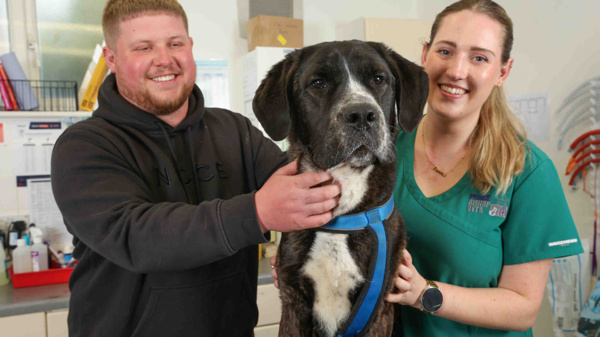 Don’t let pets get paws on Easter treats, vets warn after hungry hound wolfs down 66 bags of sweets