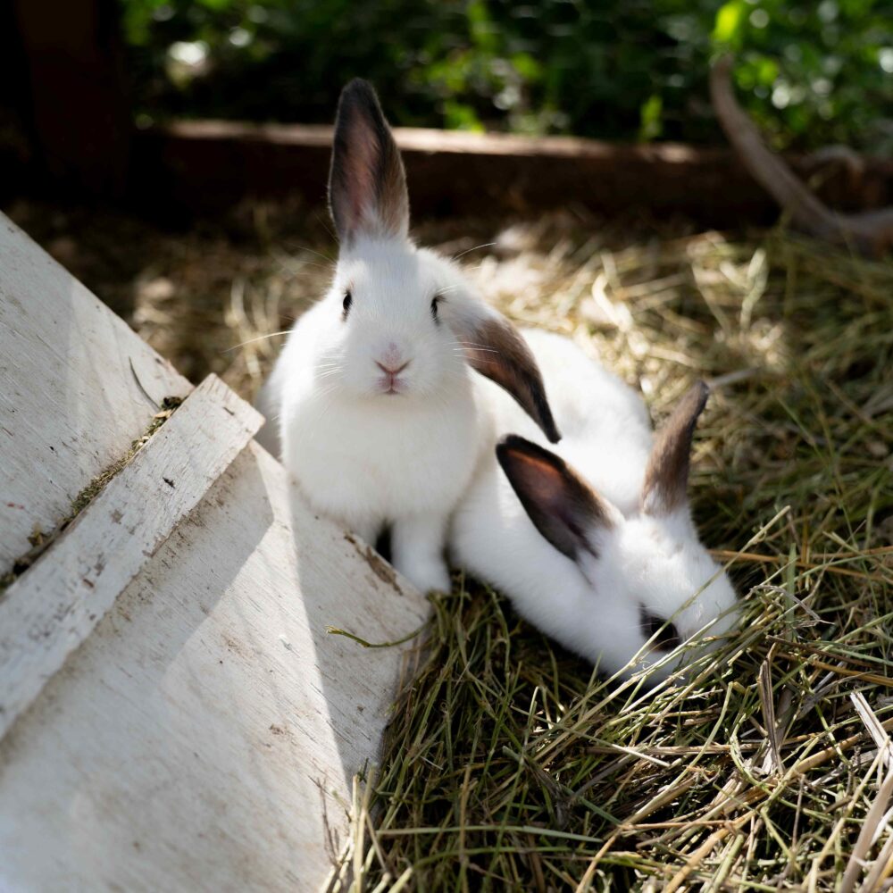 Everything you need to know about neutering your rabbit