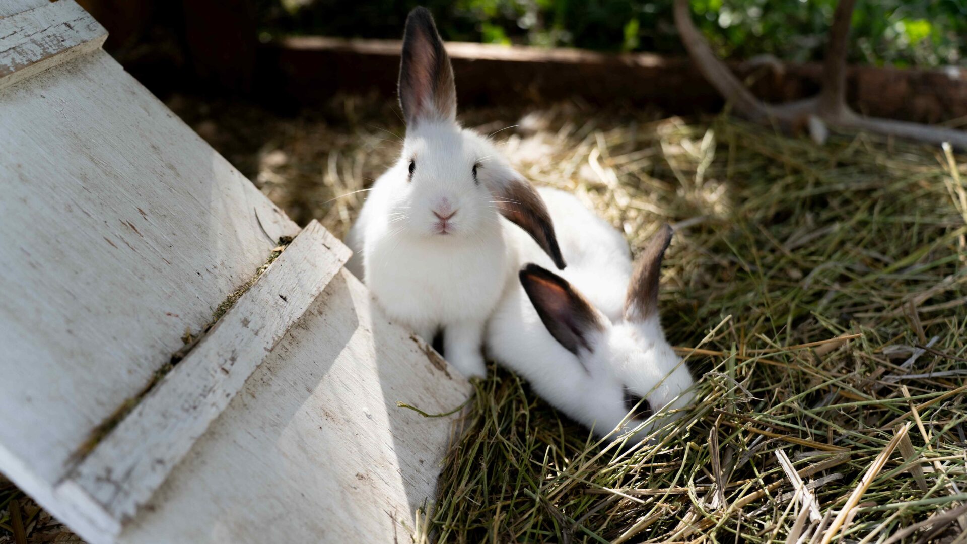 Everything you need to know about neutering your rabbit