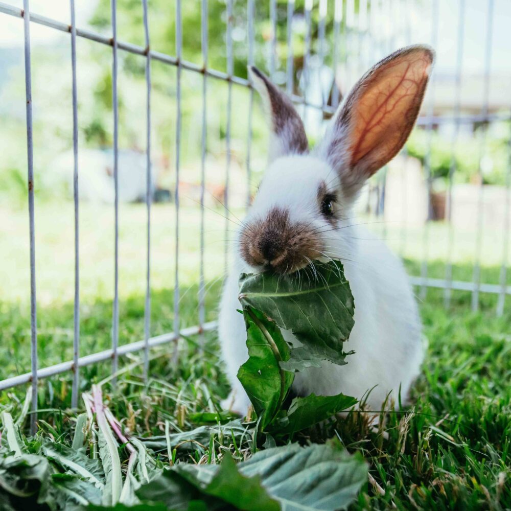 How much do you know about flystrike in rabbits?