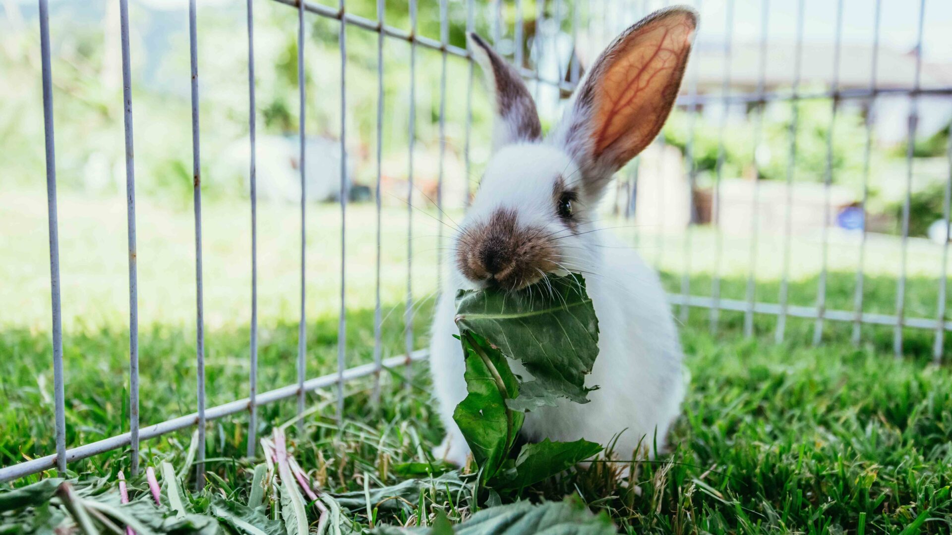 How much do you know about flystrike in rabbits?