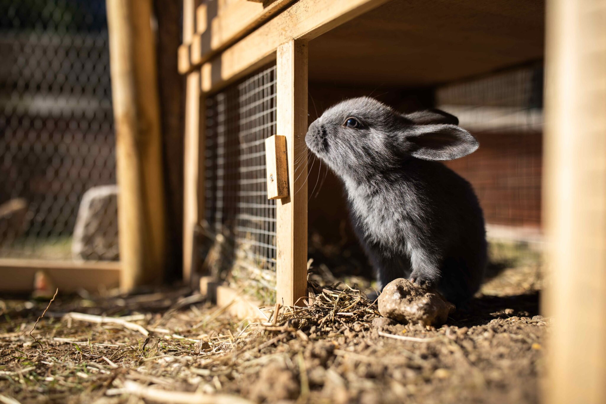House Rabbits Uk Housing Requirements for Rabbits | VetPartners UK