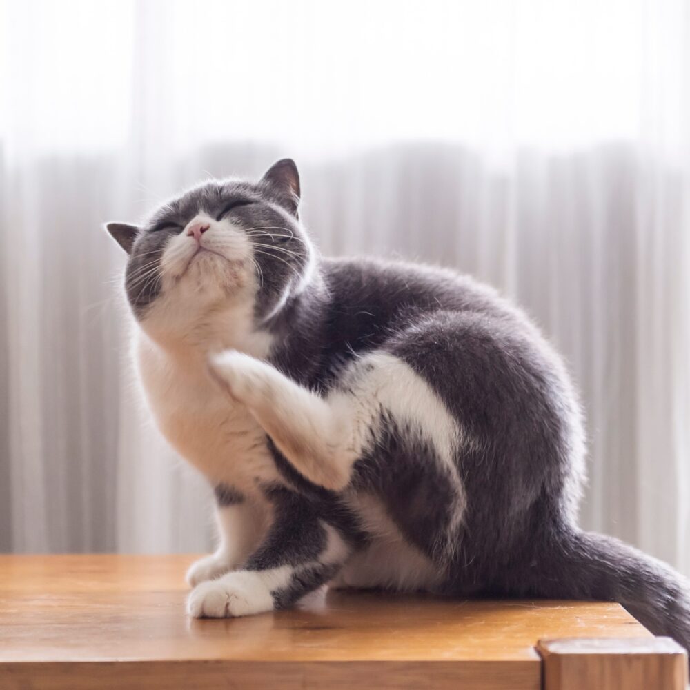 Ticks On Cats: A Complete Guide