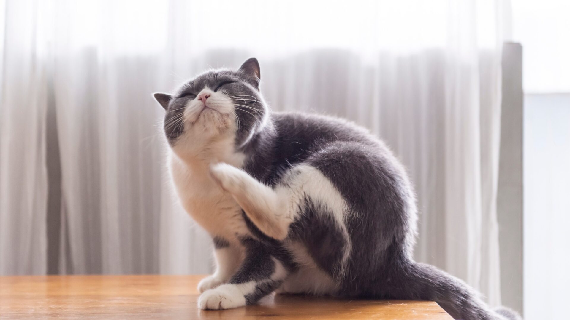 Ticks On Cats: A Complete Guide