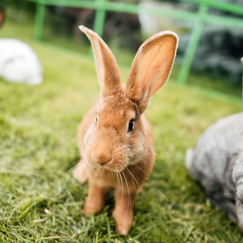 Rabbit Bonding Guide: How to Bond Your Rabbits