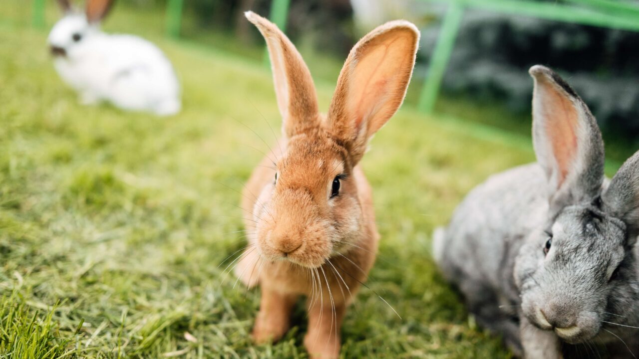 Rabbit Bonding Guide: How to Bond Your Rabbits | VetPartners UK