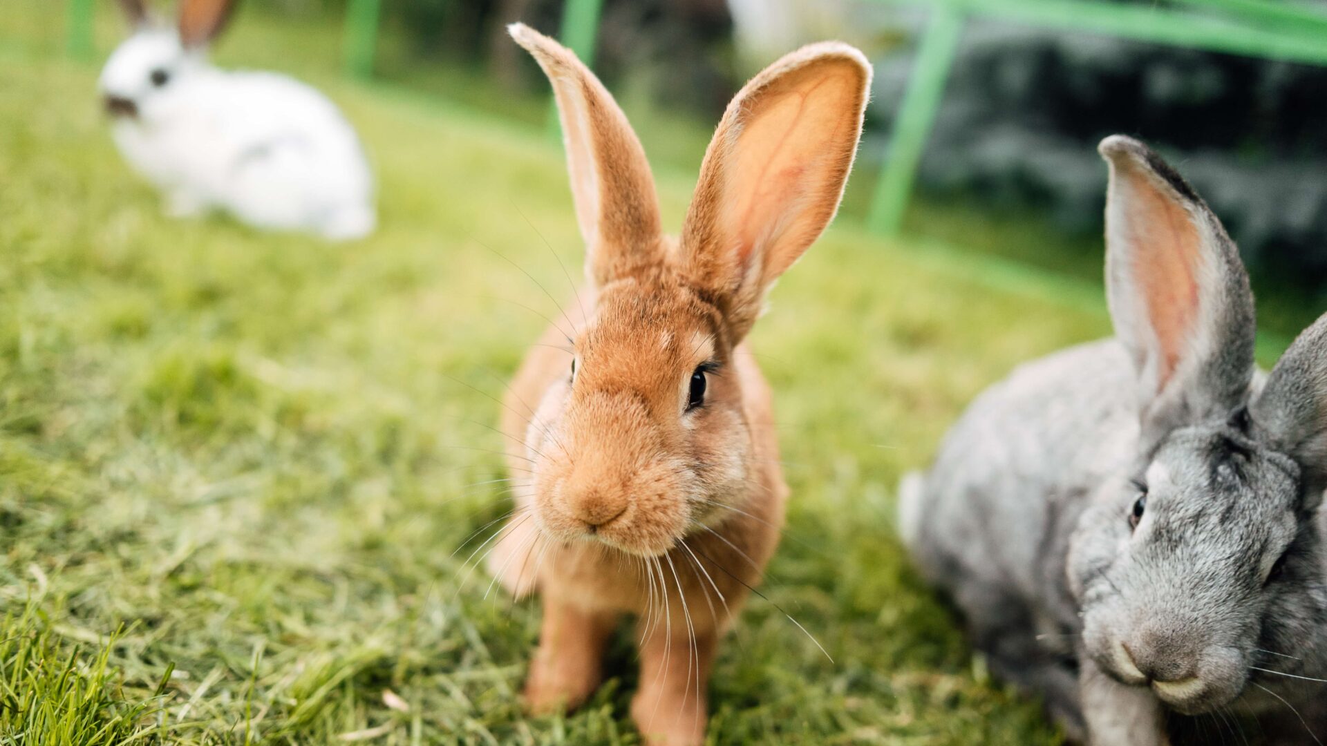 Rabbit Bonding Guide: How to Bond Your Rabbits