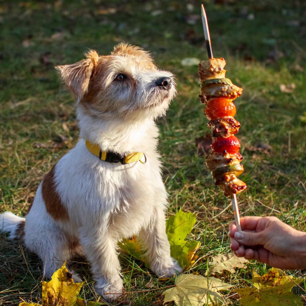 How to Keep Your Pets Safe This BBQ Season