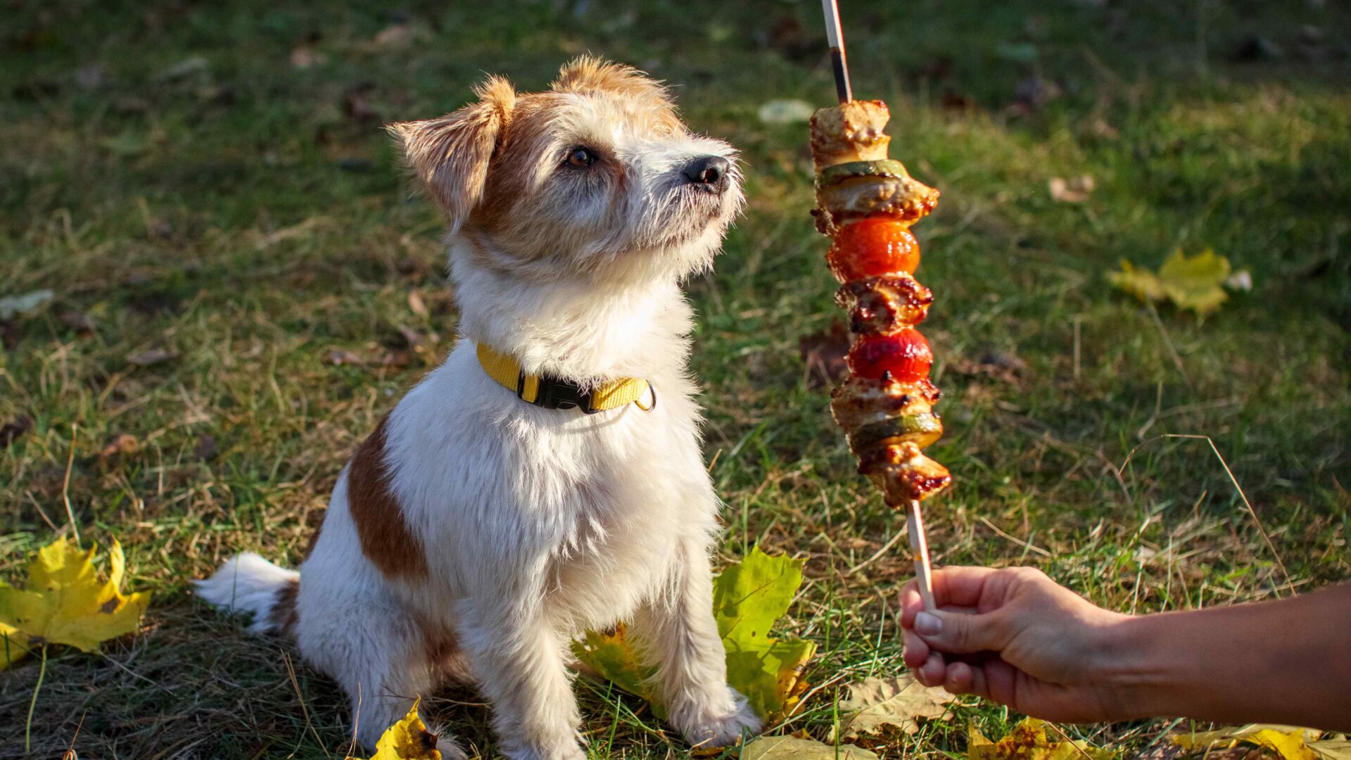 How to Keep Your Pets Safe This BBQ Season