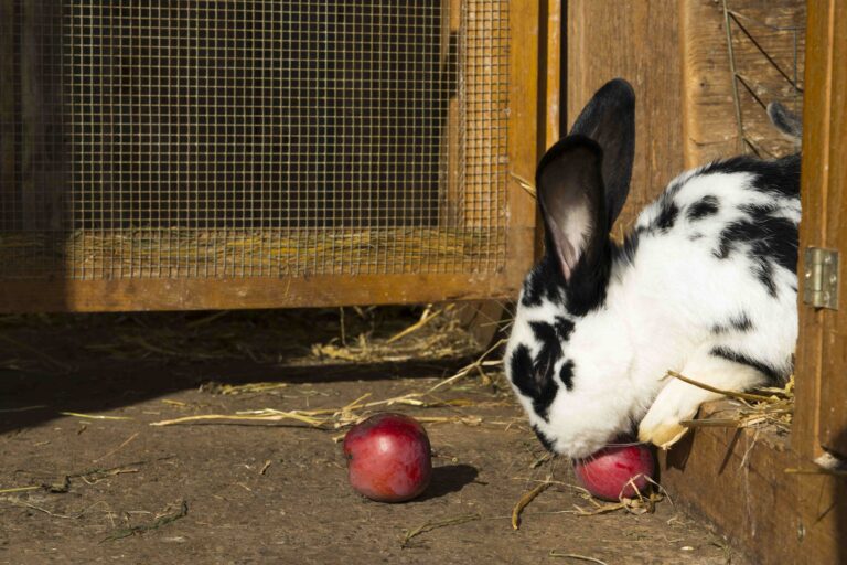 Housing Requirements for Rabbits | VetPartners UK
