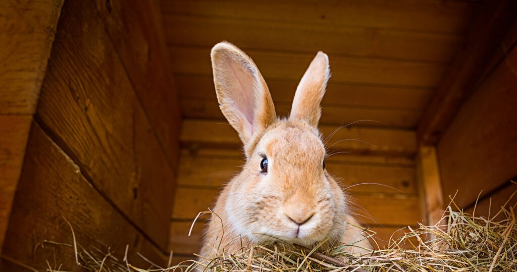 Maggots In Rabbits How much do you know about flystrike in rabbits? | VetPartners UK