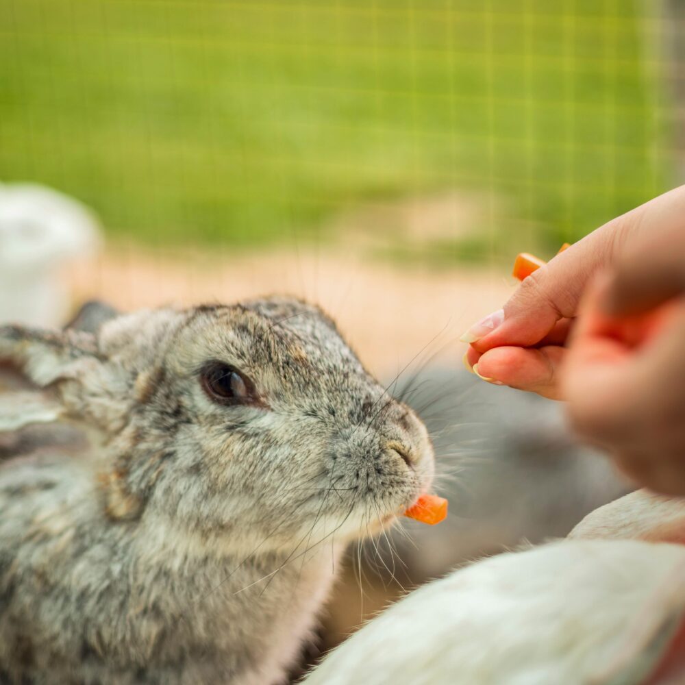 Housing Requirements for Rabbits
