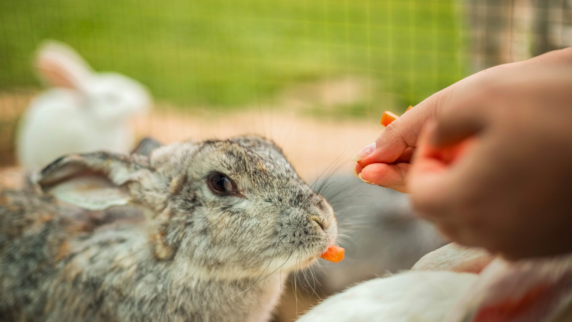 Housing Requirements for Rabbits