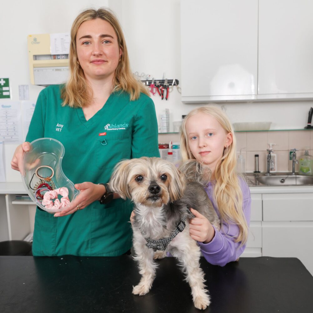 Vets issue warning after dog wolfs down 80 hairbands Vets issue warning after dog wolfs down 80 hairbands