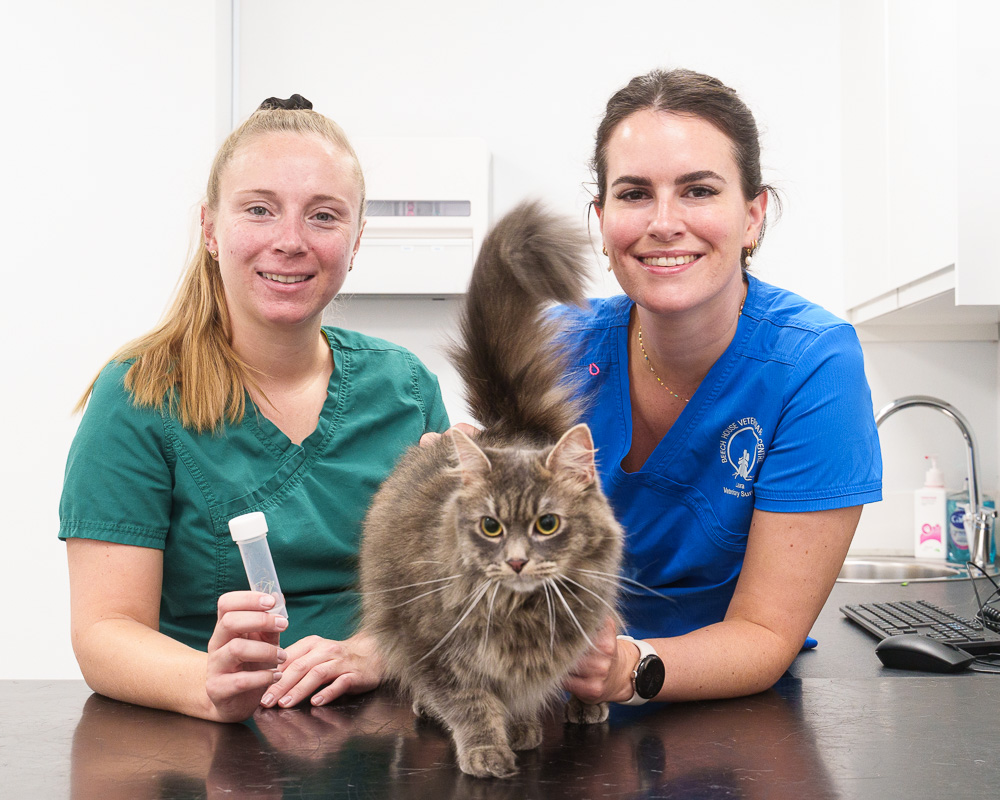 Vet issues warning after cat swallows 3m of string from scratching post