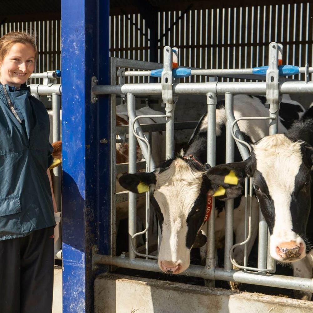 Study says responsible breeding selection is key to reducing cattle caesareans Study says responsible breeding selection is key to reducing cattle caesareans
