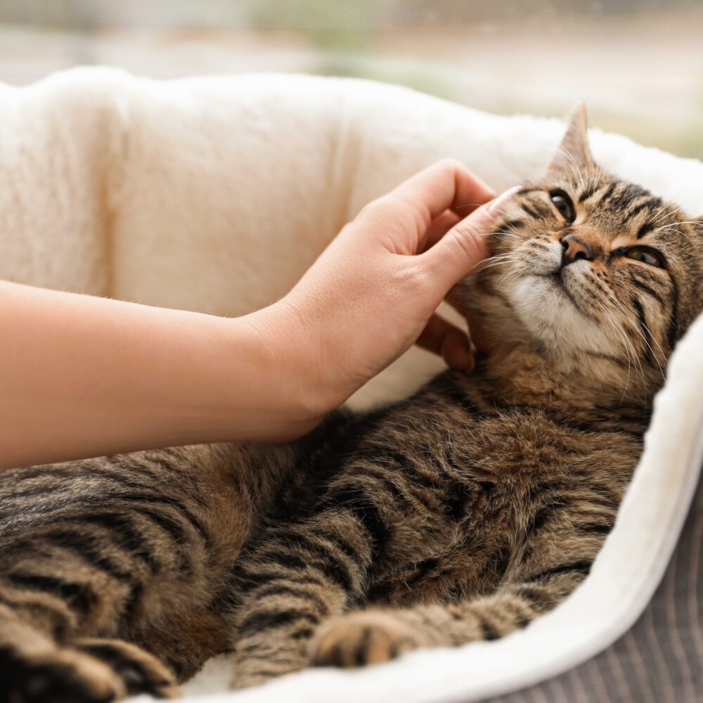 How to Give Your Cat Medication