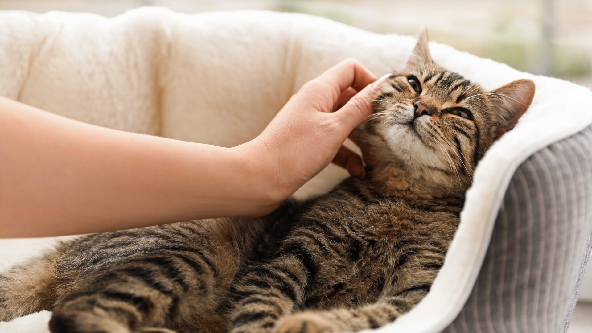How to Give Your Cat Medication
