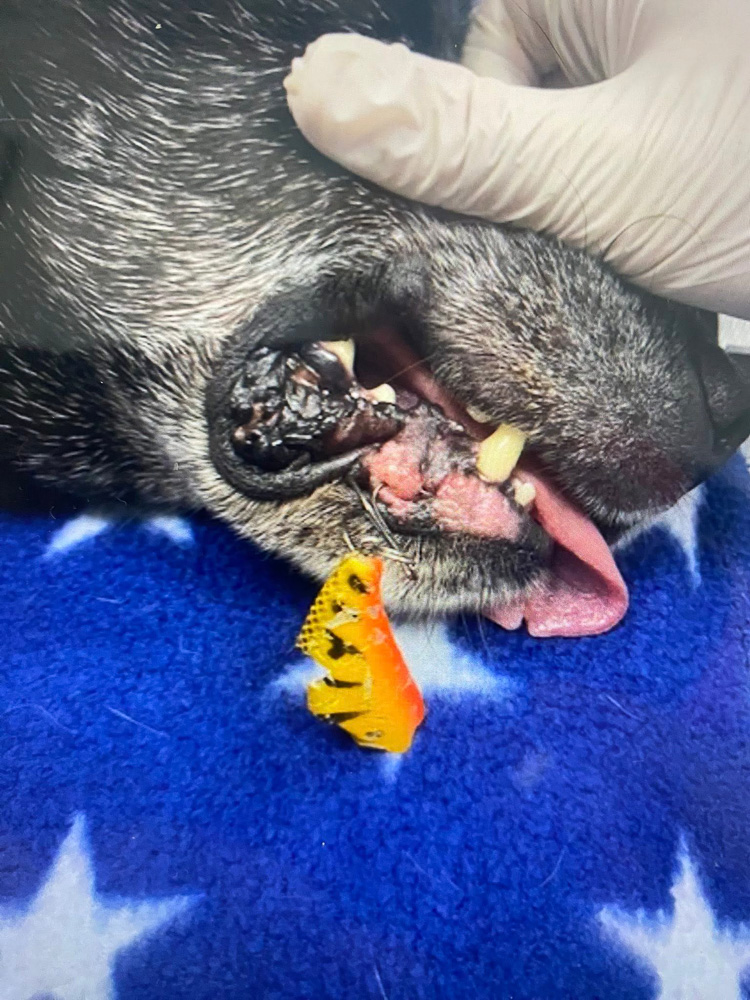 Fish Hook Warning After Beloved Family Pet Suffers Painful And Molly Under Sedation With Fish Hook Injury 1