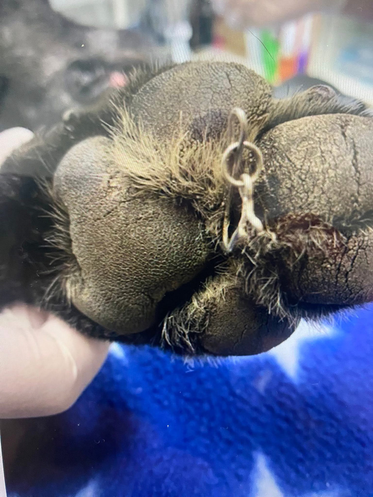 Meat Hook Injuries Fish hook warning after beloved family pet suffers painful and ...