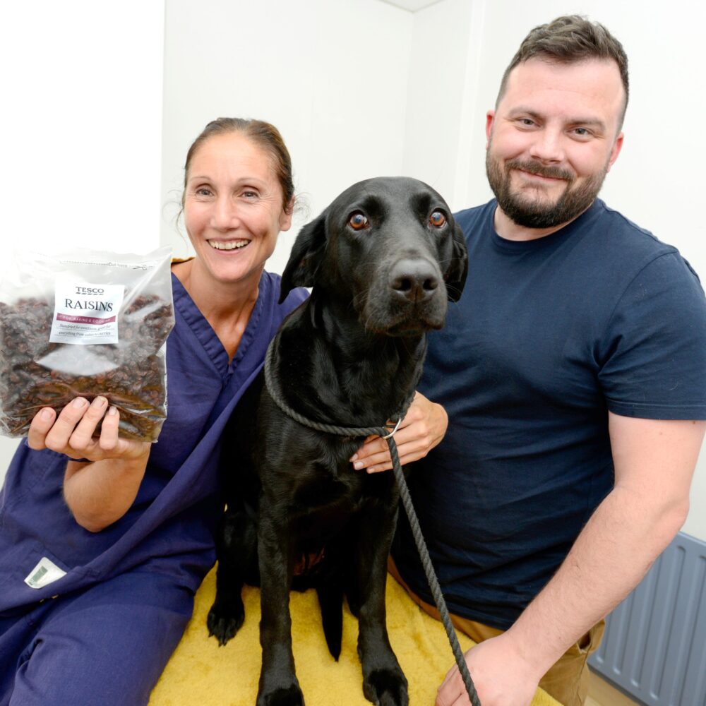 Vet warning over raisins after much-loved family pet undergoes emergency treatment
