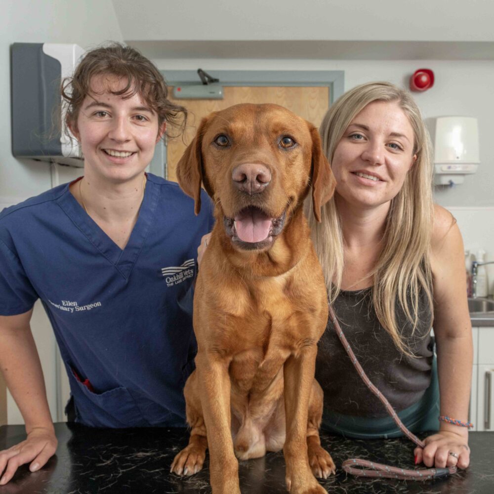 Simba, the much-loved Lab, recovers from a sticky problem Simba, the much-loved Lab, recovers from a sticky problem