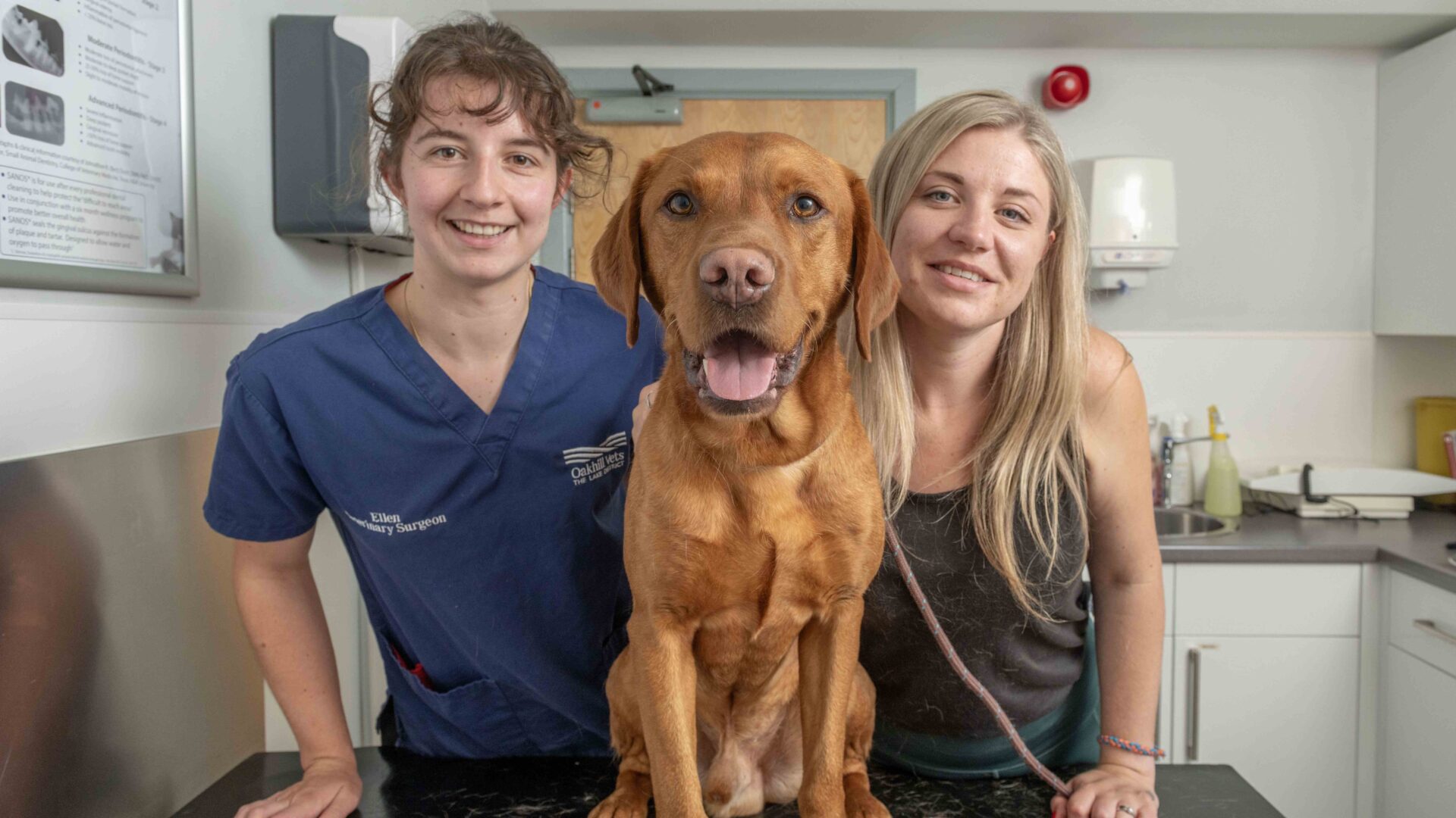 Simba, the much-loved Lab, recovers from a sticky problem